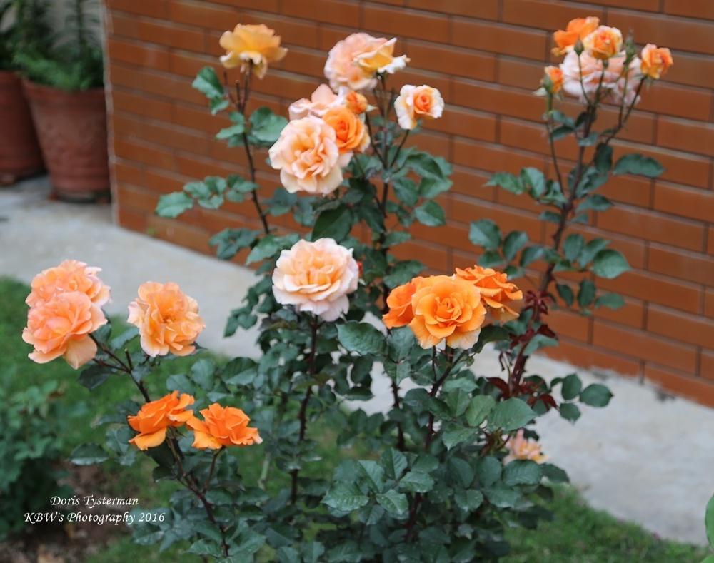 Rosa 'Doris Tysterman'